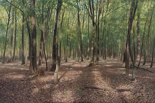 In the Beech Forest